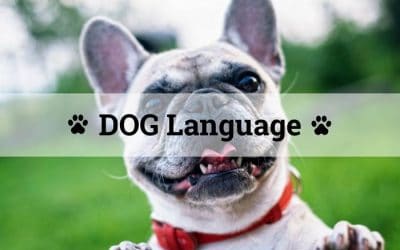 Aprenda expressões em inglês através da linguagem dos cachorros