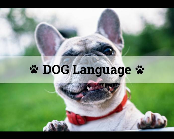 Aprenda expressões em inglês através da linguagem dos cachorros